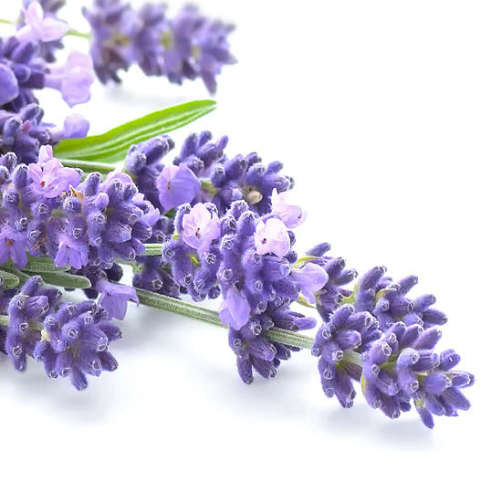 Lavender Sugar Scrub contract manufacturing, custom formulas and private label